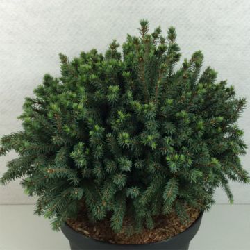 Picea glauca Echiniformis Echt - White Spruce