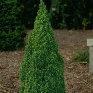 Picea glauca Laurin - White Spruce