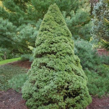 Picea glauca Rainbows End - White Spruce