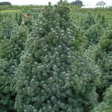 Picea glauca Sanders Blue - White Spruce