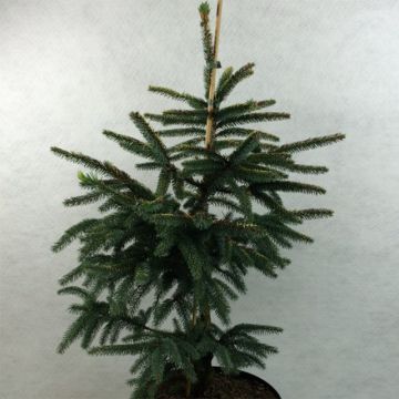 Picea mariana Aurea - Black Spruce