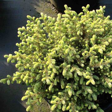 Picea mariana Nana - Black Spruce