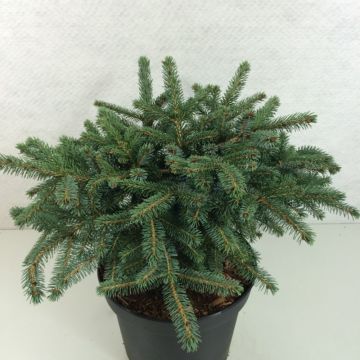 Picea Machala