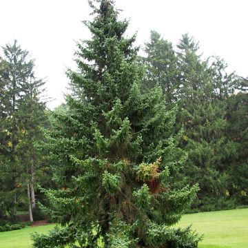 Picea omorika - Épicéa de Serbie