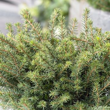 Picea omorika Karel