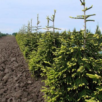 Picea orientalis Aureospicata - Caucasian Spruce