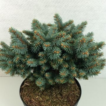 Picea pungens Blaukissen - Blue Spruce