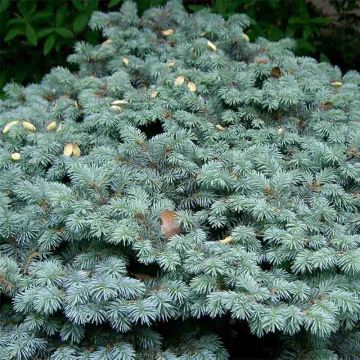 Picea pungens Glauca Globosa - Epicea bleu                   