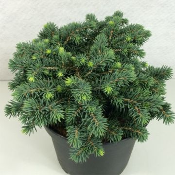 Picea pungens Kuba - Blue Spruce