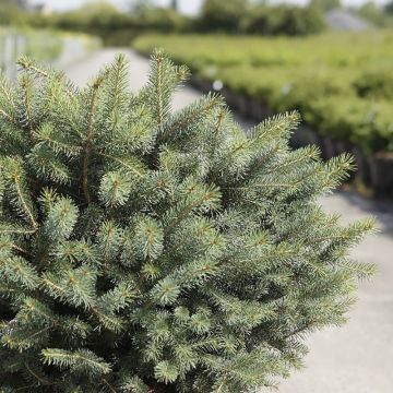 Picea sitchensis Nana - Sitka Spruce