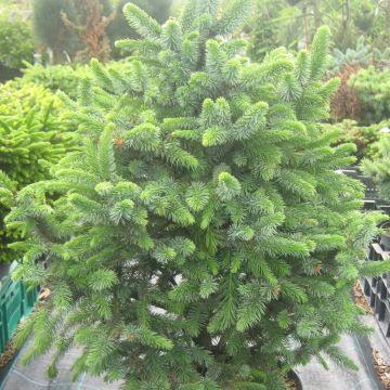 Picea sitchensis Sugarloaf - Sitka Spruce