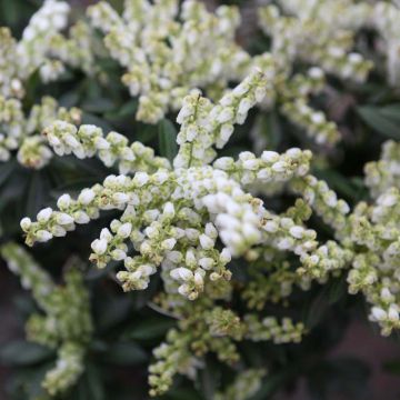 Pieris japonica Debutante - Japanese Andromeda