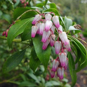 Pieris japonica Christmas Cheer