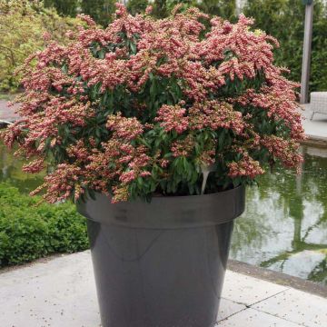 Pieris japonica Passion