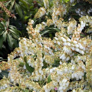 Pieris japonica Purity - Japanese Andromeda