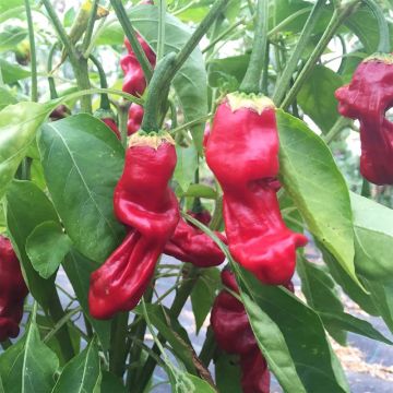 Peter Pepper Chilli - Ferme de Sainte Marthe untreated seeds