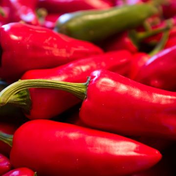 Chilli Pepper Piment dEspelette - Gorria