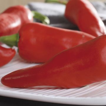 Chilli Pepper Piment dEspelette - Gorria