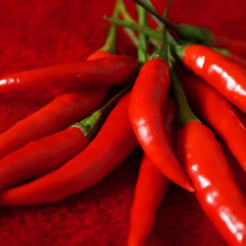 Cayenne Pepper Impala plants - Capsicum frutescens