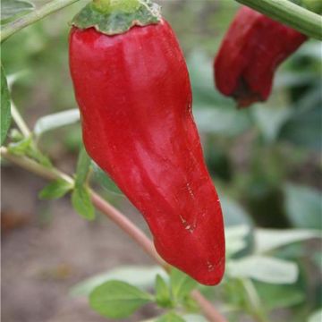 Chilli Pepper Piment de la Bresse - Ferme de Sainte Marthe Seeds