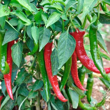 Sweet pepper Très Long des Landes plants - Capsicum annuum