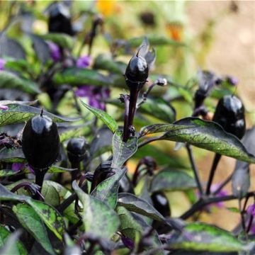 Purple Chilli Pepper - Ferme de Ste Marthe Seeds