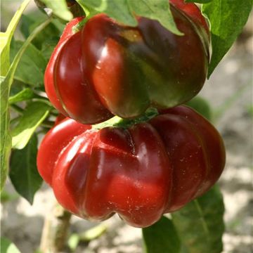 Chilli Pepper Tomato - Ferme de Sainte Marthe Seeds