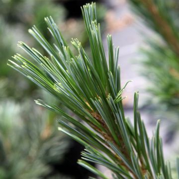 Pinus flexilis Vanderwolfs Pyramid -Felxible Pine
