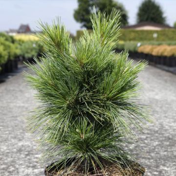 Pinus schwerinii (wallichiana x strobus) Wiethorst