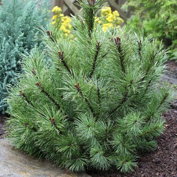 Pinus mugo subsp. uncinata - Dwarf Mountain Pine