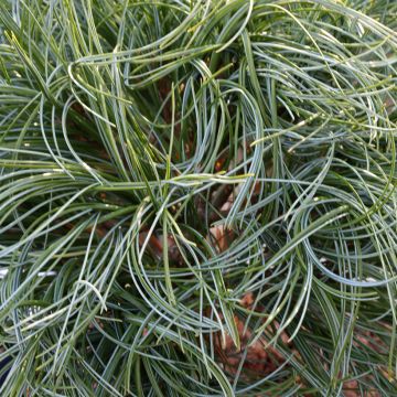 Pinus strobus Green Twist - Eastern White Pine