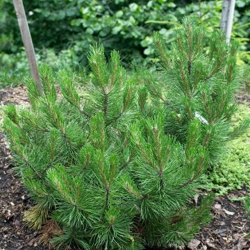 Pinus leucodermis Compact Gem