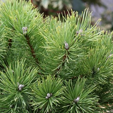 Pinus mugo Allgäu - Dwarf Mountain Pine