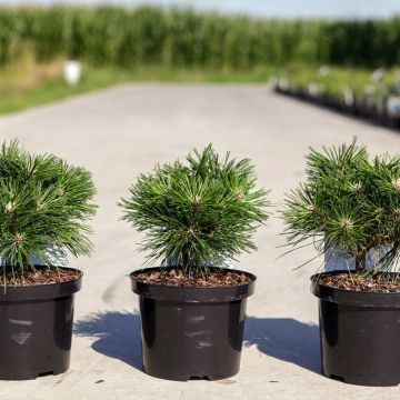 Pinus mugo Benjamin - Dwarf Mountain Pine