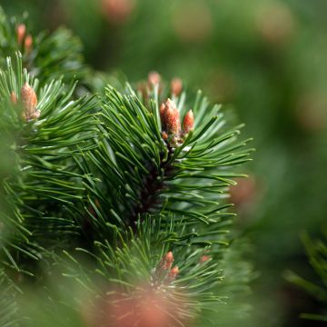 Pinus mugo Mumpitz - Dwarf Mountain Pine