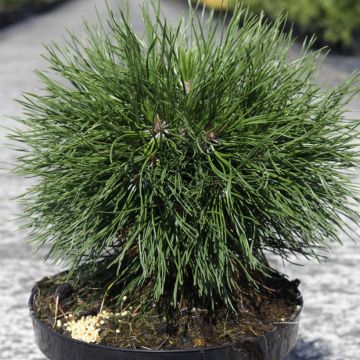 Pinus mugo Varella - Dwarf Mountain Pine