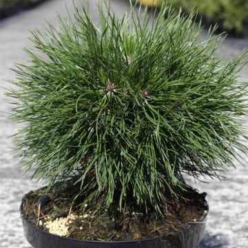 Pinus mugo Varella