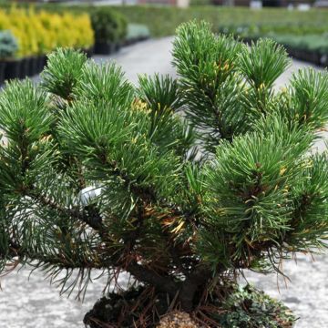 Pinus mugo Carstens Wintergold