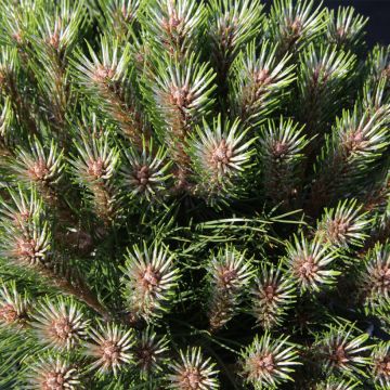 Black pine - Pinus nigra Marie Brégeon