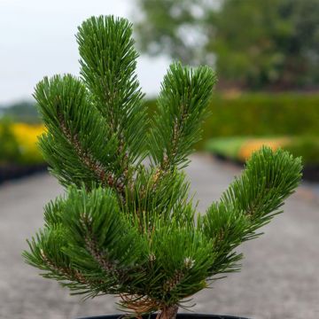 Black pine - Pinus nigra Oregon Green