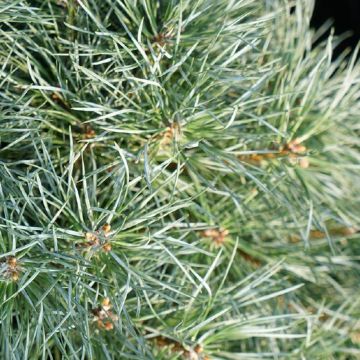Pinus sylvestris Chantry Blue - Scots Pine