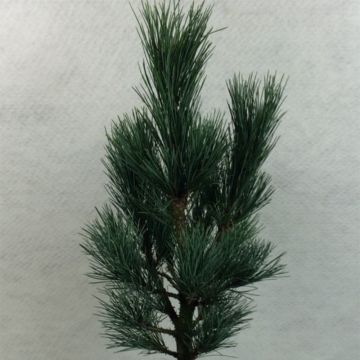 Pinus cembra Compacta Glauca