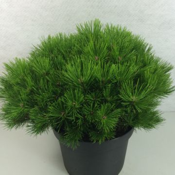 Pinus densiflora Low Glow - Japanese Red Pine