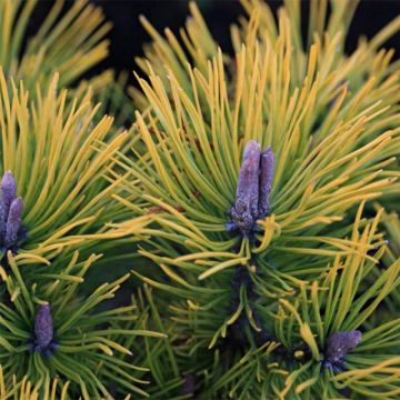 Pinus mugo Golden Glow - Dwarf Mountain Pine