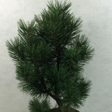 Pinus mugo Green Column - Dwarf Mountain Pine