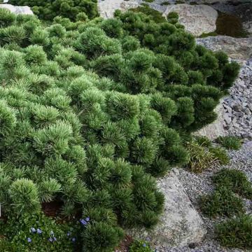 Pinus mugo Lilliput - Dwarf Mountain Pine