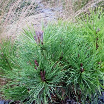 Pinus mugo subsp. mugo - Dwarf Mountain Pine