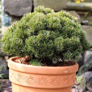 Pinus mugo Picobello - Dwarf Mountain Pine