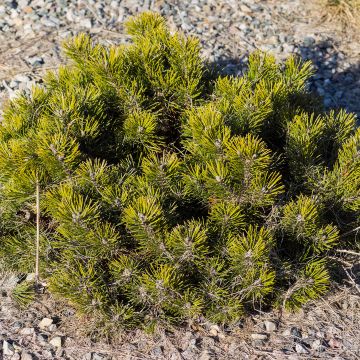 Pinus mugo pumilio - Dwarf Mountain Pine