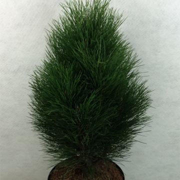 Pinus nigra Green Tower - Black Pine